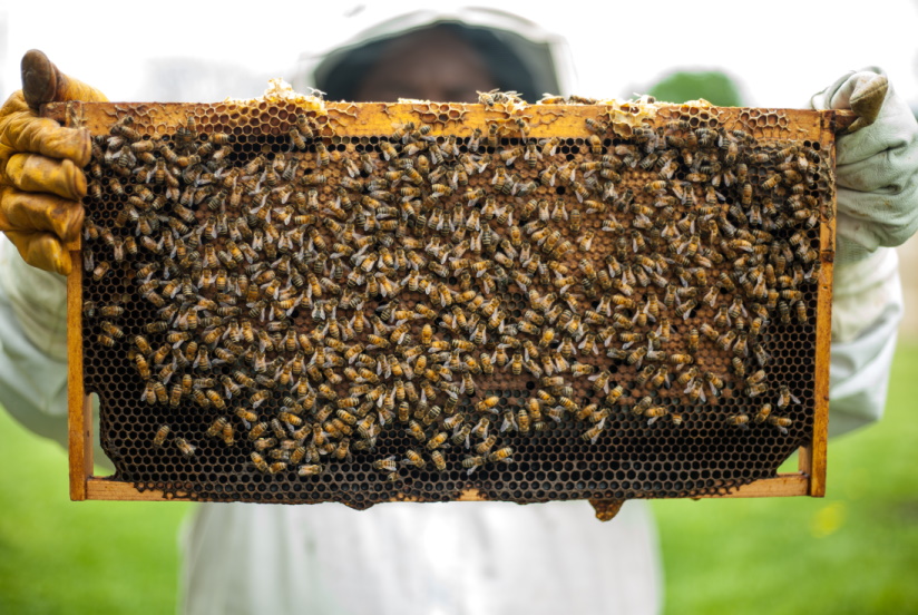Person Holding Honeybomb With Honeybee